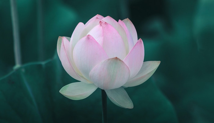 Numerology and spiritual growth provide a foundation for empowerment and healing. Numerology and spiritual growth provide a foundation for empowerment and healing.